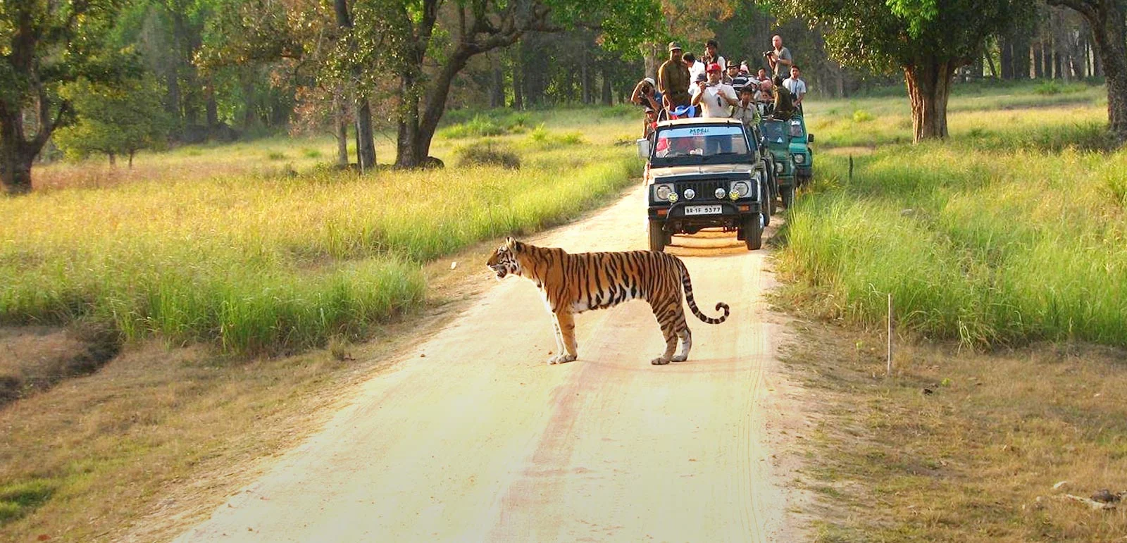 Kanha Wildlife Tour