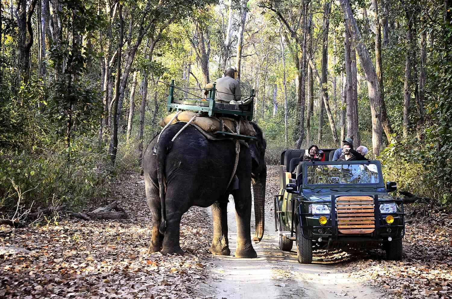 Kanha Wildlife Safari Tour