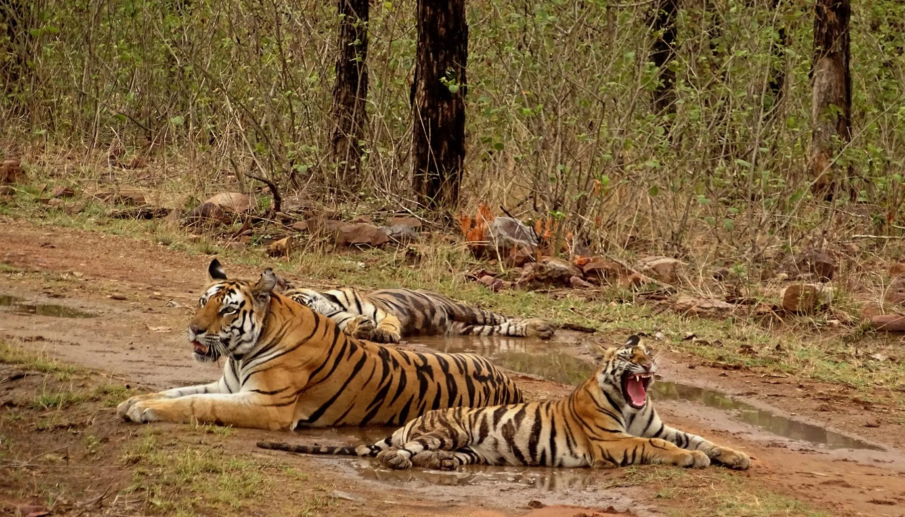 Khajuraho Wildlife Tour