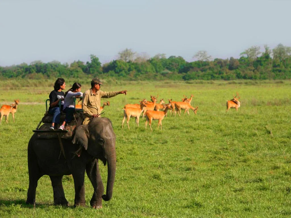 Kaziranga Wildlife Safari