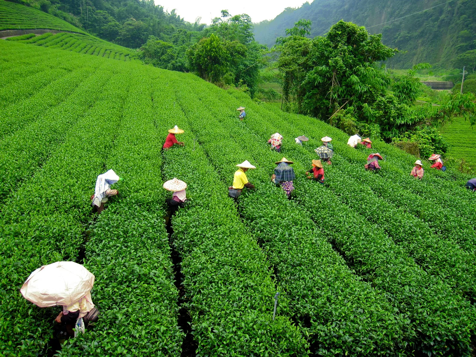Darjeeling Gangtok Tour
