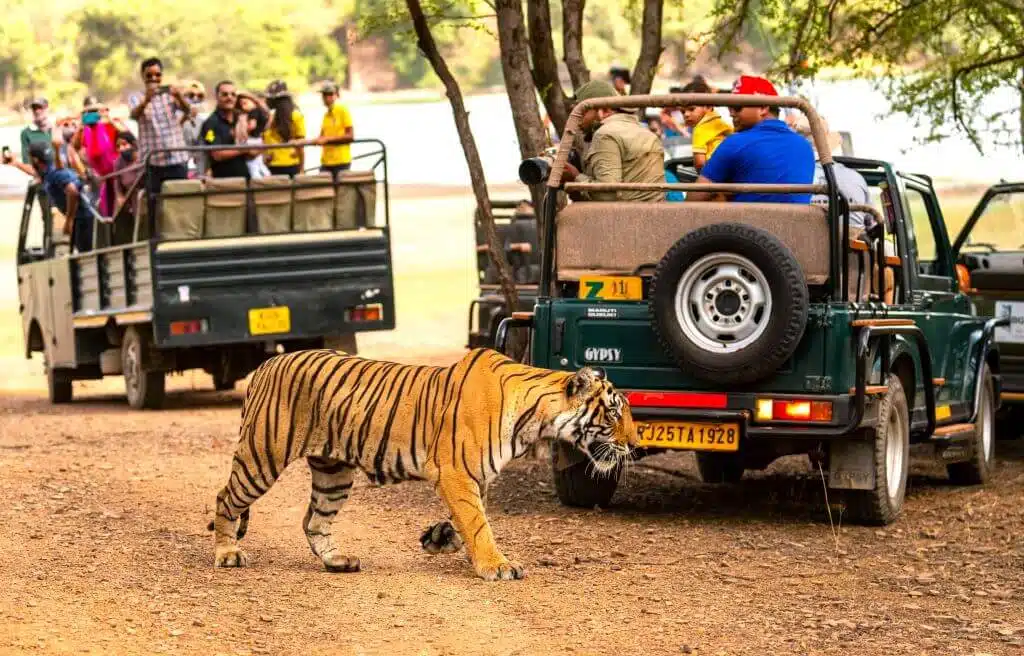 Taj and Tiger
