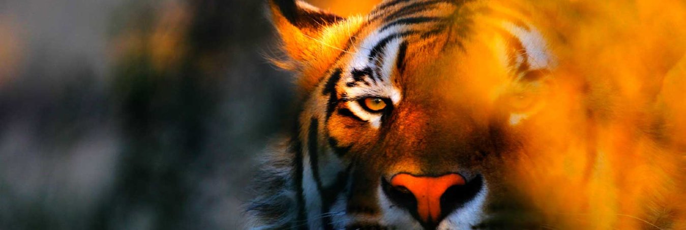 wildlife