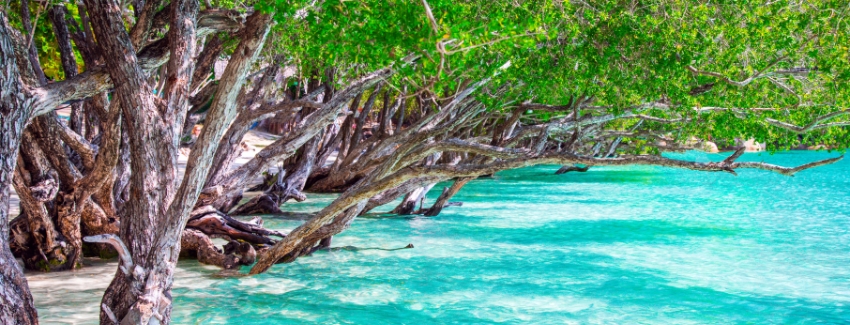 Elephant Beach Snorkeling - Andaman