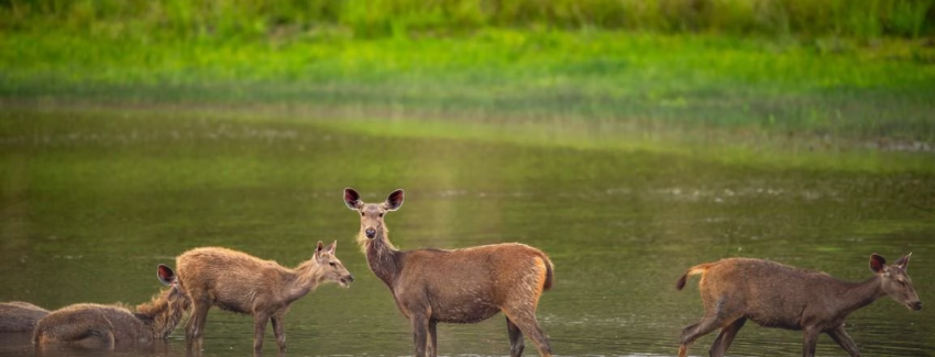 Jeep safari zones in Bandhavgarh
