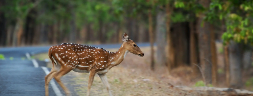 Kanha meadows in Kanha