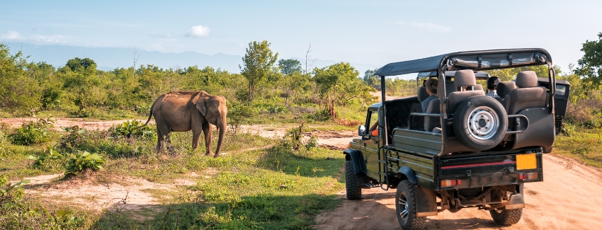 Pench National Park Jungle Safari