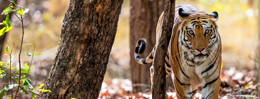 Kanha Bandhavgarh Pench Wildlife Tour