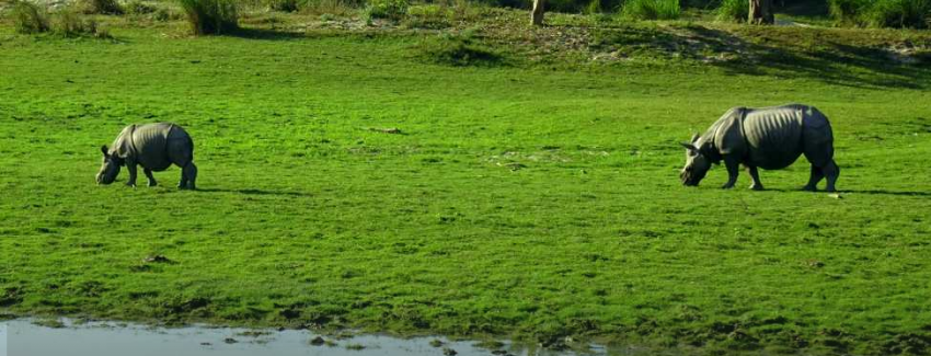 Kaziranga National Park destination