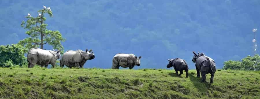 Kaziranga, India