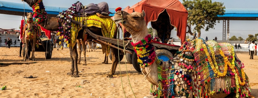 Pushkar Fair Camel Trading Rajasthan