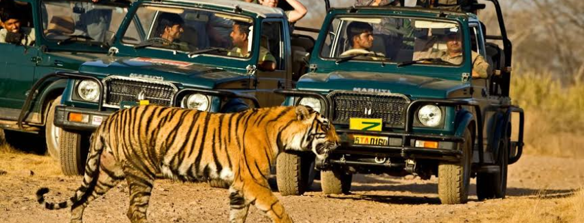 Jim Corbett Tiger Safari