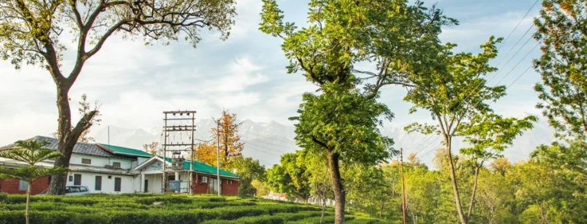 Palampur destination