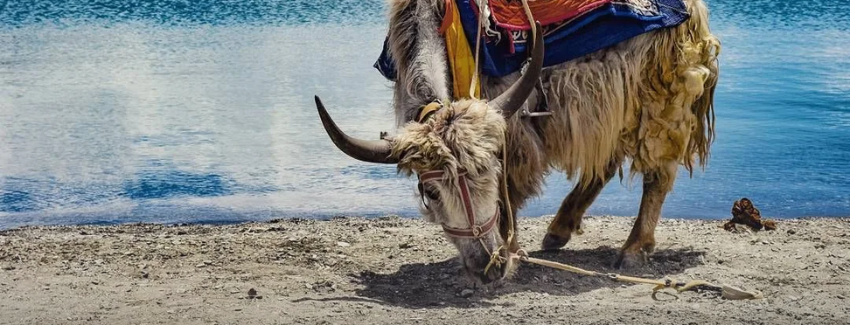 Pangong Lake scenic attraction