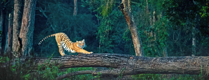 Jim Corbett National Park destination