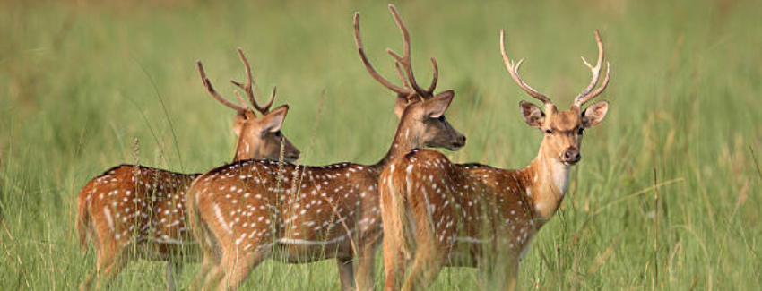 Jim Corbett National Park, India