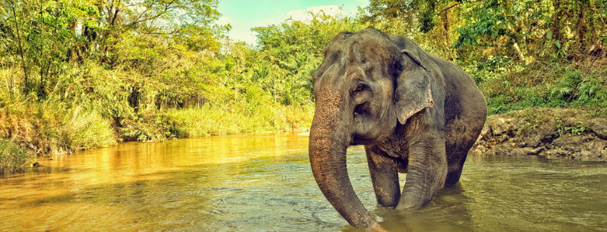 Rajaji National Park Tour Package