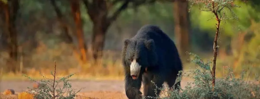 Rajaji National Park scenic attraction