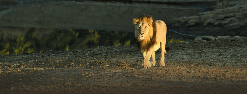 Gir National Park destination