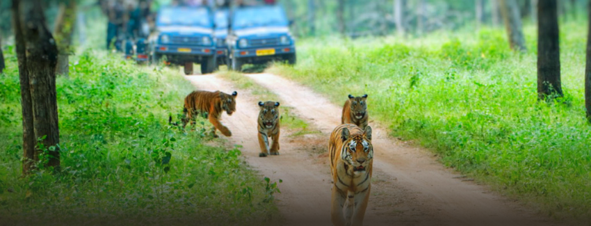 Tadoba National Park destination