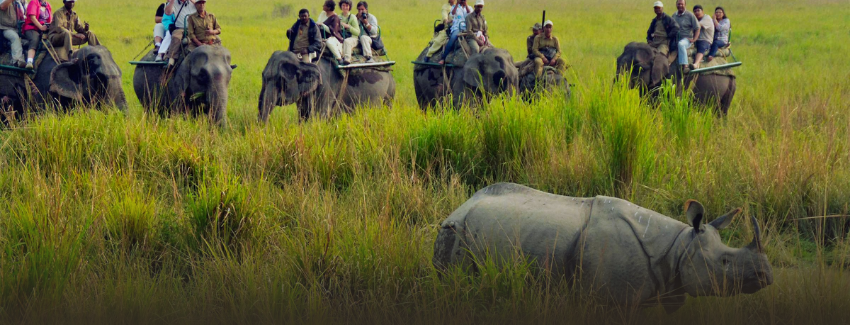 Tadoba National Park, India