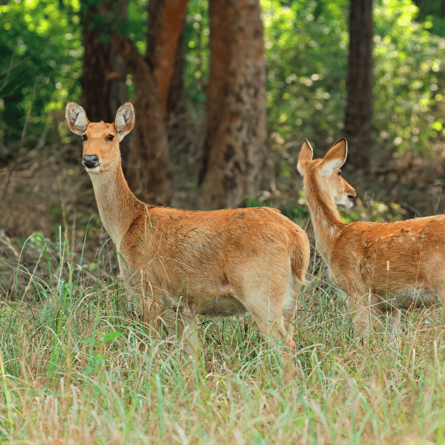 Central India